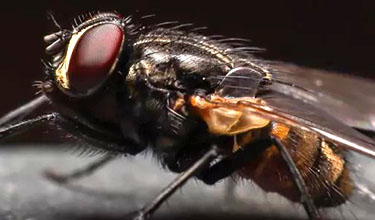 MOUCHES / MOUSTIQUES